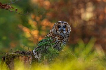 tawny owl (Strix aluco) on a branch in the forest with nice light