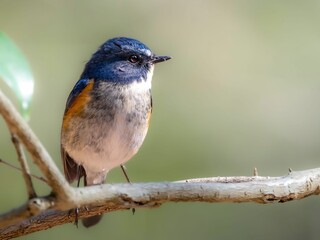 森の木陰で周りを見渡しているルリビタキの雄