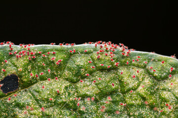 Closeup red spider mite (plant-feeding mite) colony on plant leaves