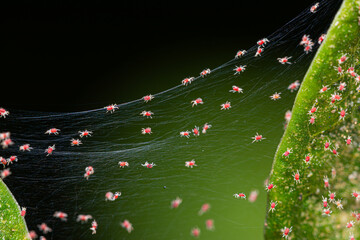 Red spider mite on silk webbing colony    