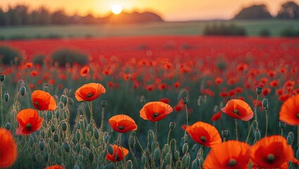 Obraz premium Vibrant red poppy field at sunset with golden sun rays casting shadows, soft green grass in foreground, ample copyspace for text and design.