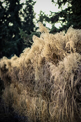 close up of a dead tree