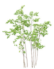 樹木　ハイノキ