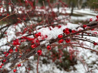 Small berries under snow on a branch. Appetizing berries on a branch in a winter park