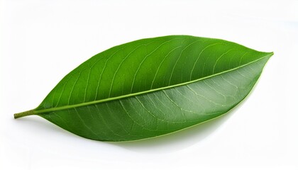 Obraz premium fresh green branch of salal gaultheria shallon or lemon leaf isolated on white background