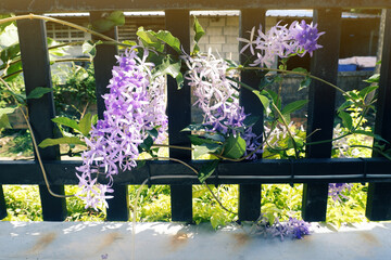 The purple indigo flowers on the iron fence of the house look beautiful.