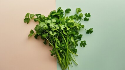 Obraz premium Fresh green coriander on a split pastel background with a light pink left side and a soft teal right side, vibrant herbaceous colors prominent.