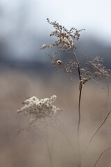 Nature natural © Iwona