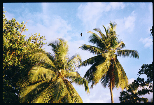 A flying fox flies between palm trees under a bright blue sky.