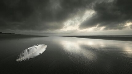 Single Feather on Dark Beach