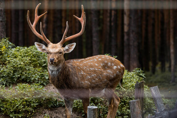 Portrait. A deer with beautiful antlers in a pen on a ranch, on a private eco-farm or in a petting zoo. Animal husbandry. Love for animals.