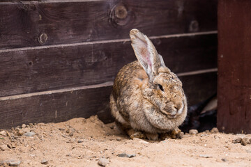 Pets. A rabbit in a pen. The concept of animal husbandry and rural life. A pet on a private eco-farm. Agricultural industry.
