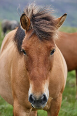 Obraz premium Icelandic wild horses grazing on the countryside. Icelandic breed animal