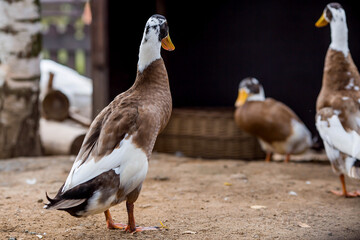 Pets. Poultry farm with domestic duck chicks. The concept of animal husbandry and rural life. Poultry farming on a private eco-farm.