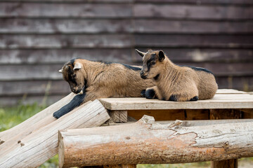 Livestock. Goats in the pen. The concept of animal husbandry and rural life. Close-up. A pet on a...