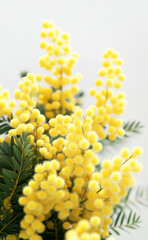 yellow mimosa

