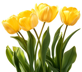 beautiful yellow tulip of spring in the garden