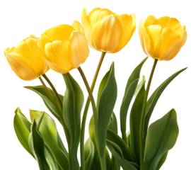 beautiful yellow tulip of spring in the garden