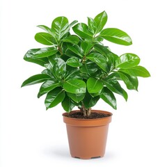 Vibrant green plant with lush foliage in a brown pot against a white background. The plant has broad, glossy leaves.