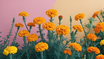 Obraz premium Vibrant marigold flowers in bright yellow and orange against a pastel pink and soft yellow background in a summer garden setting.