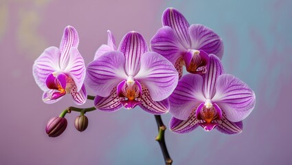 Elegant pink and purple orchid flowers gracefully positioned on the left side against a soft pastel background with hints of blue and lavender.
