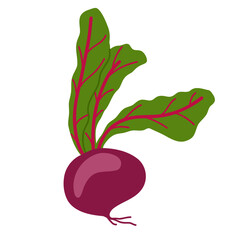 Fresh purple beet with leaf vector illustration. Whole raw sweet red beet isolated on a white background. Ripe root vegetable with beet greens on top.