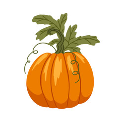Pumpkin plant with leaves vector illustration. Single autumn vegetable hand drawn art isolated on white background. Thanksgiving harvest festival. Pumpkin icon for web and print
