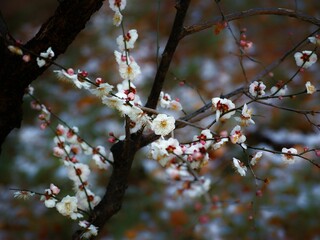 Close-up of blooming white plum blossoms on dark branches against a blurred natural background