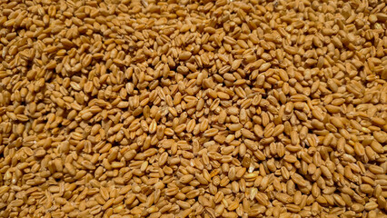 golden coloured fresh wheat grains.