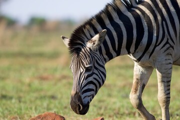 zebra eating green grass