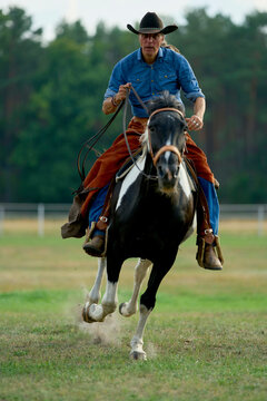 Cowboy in blue denim shirt and brown chaps rides a black and white horse at full gallop. Brandenburg, Germany