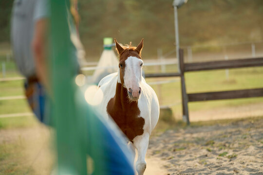 Brown and white horse trotting in a sunlit outdoor arena with blurred background. Brandenburg, Germany