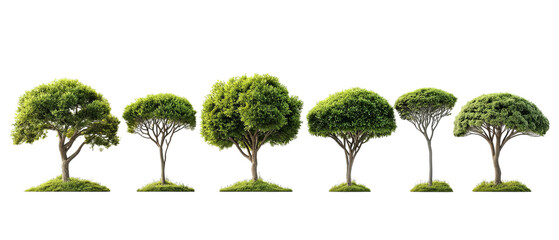 Png of A vibrant display of six distinct trees showcasing varying shapes and sizes in lush green foliage on transparent background.