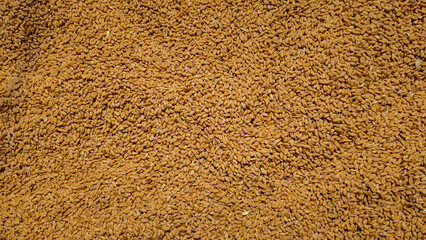 golden coloured fresh wheat grains.