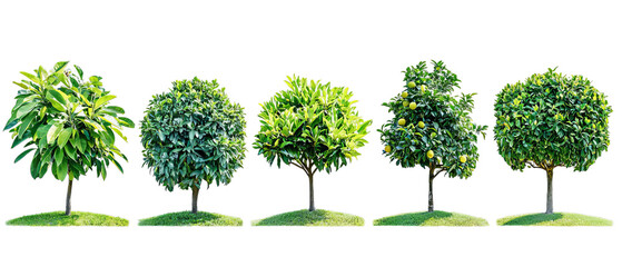 Png of Five lush green trees showcasing vibrant foliage and fruit, reflecting the beauty of nature on transparent background.