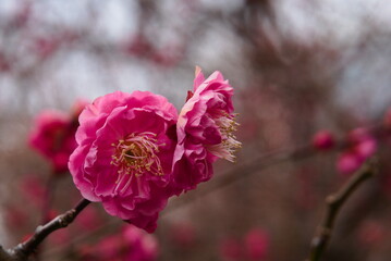 Różowy kwiat japońskiej wiśni, Sakura © Anna