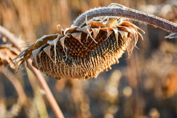 Close up of a withered sunflower head. The sunflower s petals are dry and brown, and its center...