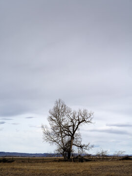A lone tree on the prairies.