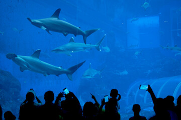 Silhouettes of people viewing sharks swimming in a large aquarium tank. Sinagapore