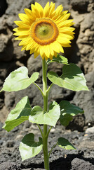 Bright Sunflower Stands Tall Against Volcanic Soil Under Clear Sky