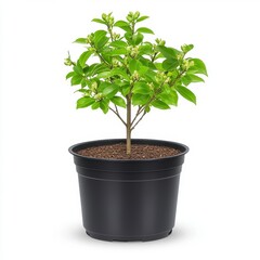 Fototapeta premium Vibrant green plant with unopened buds in a black plastic pot against a white background. The plant is small and healthy, showing new growth.