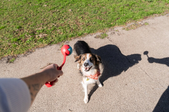 Border collie dog waiting to play fetch in the park