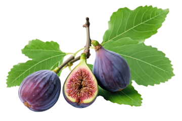 A fig tree branch on transparent background