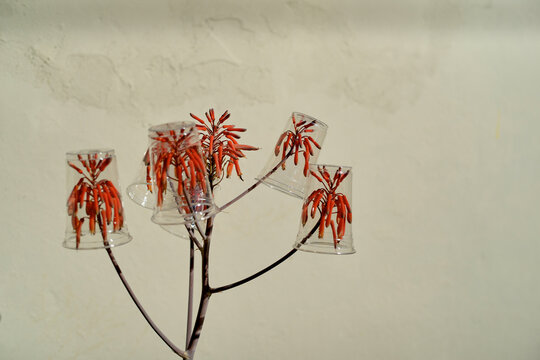Delicate red flowers encased in transparent cups against a beige wall background. Miami, FL, USA