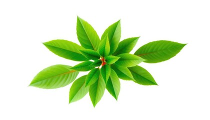 A vibrant green plant, isolated on a pure white background, picture, background
