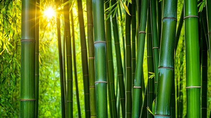 Obraz premium Lush Green Bamboo Forest Sunlight - Nature and organic textures