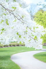 Blooming white flowers over a park path