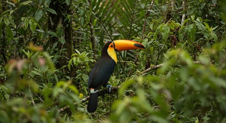 Fototapeta premium Vibrant Toucan Perched Amid Lush Green Foliage. AI Generated