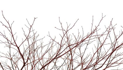 Delicate, bare branches isolated against a pure white backdrop, abstract, graphic