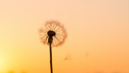 Single dandelion with its seeds lifting off into the sky, floating towards a glowing sunset